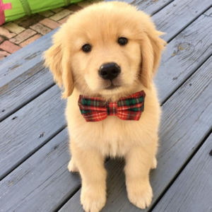 Meet your Posher, Ivan